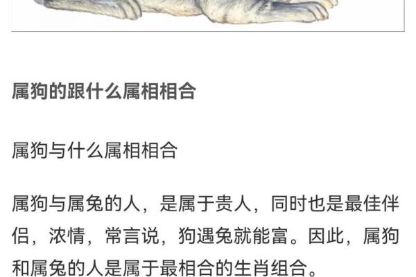 1994年属狗五行属什么揭秘94年狗的命运与五行属性