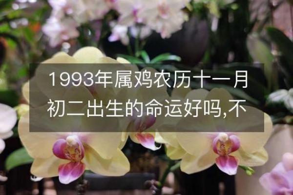 1993年属鸡女是什么命 1993年属鸡女命运解析性格事业与婚姻全揭秘 1993年属鸡女是什么命 1993年属鸡女命运解析性格事业与婚姻全揭秘