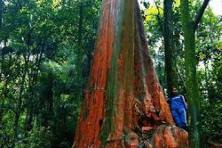 川黔紫薇_川黔紫薇可以买卖么