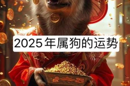 属狗2025年全年运势_属狗在2025年的全年运势