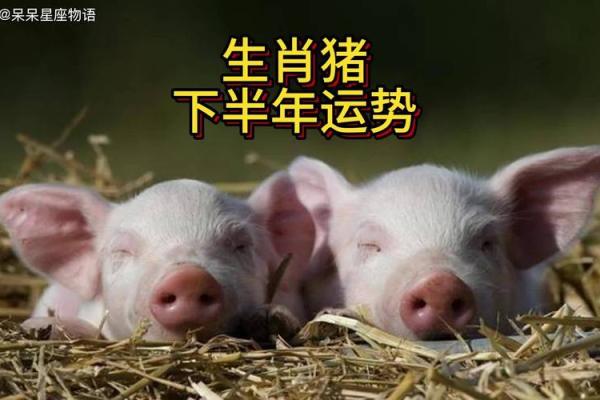 2025生肖猪运势 2025年生肖猪运势详解财运事业爱情全解析 2025生肖猪运势 2025年生肖猪运势详解财运事业爱情全解析