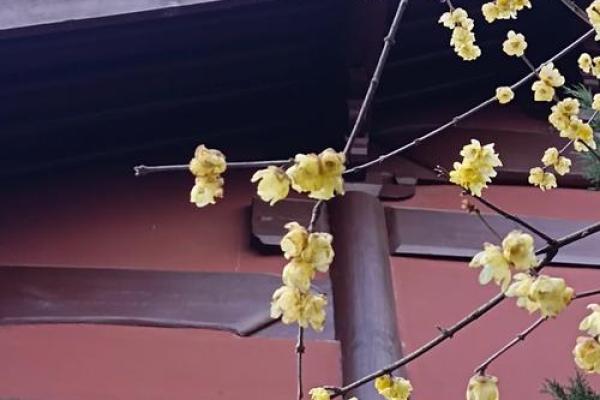 暗香浮动打一生肖 暗香浮动打一生肖