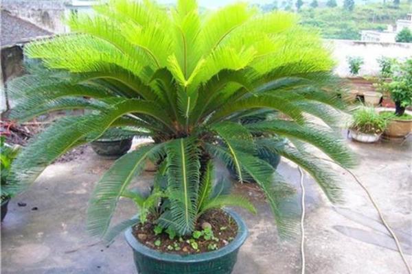 铁树开花是什么生肖 铁树开花是什么生肖