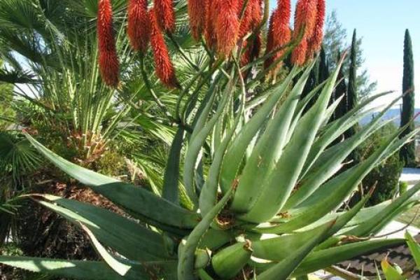 铁树开花是什么生肖 铁树开花是什么生肖