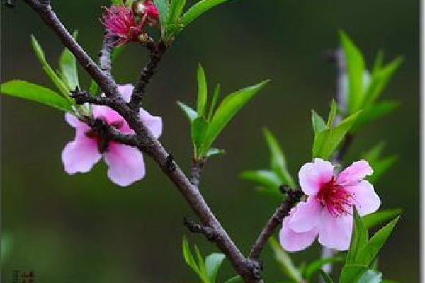 桃花初开打一生肖 桃花初开打一生肖