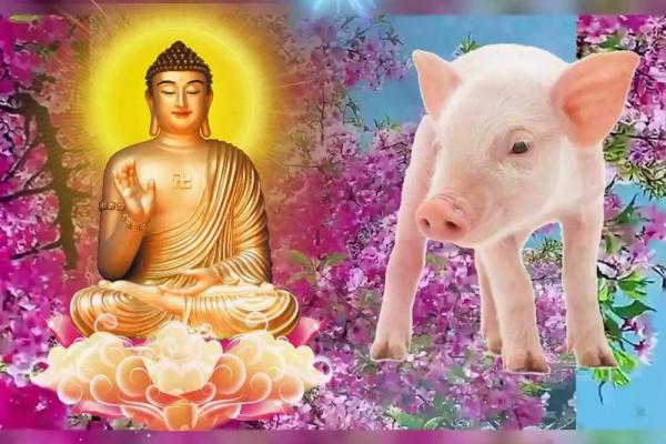 属猪人遇蛇年运势如何_1971的猪在2025的运程 属猪人遇蛇年运势如何_1971的猪在2025的运程