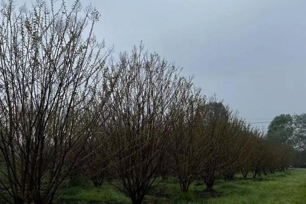 丛生紫薇规格_丛生紫薇多少钱一颗