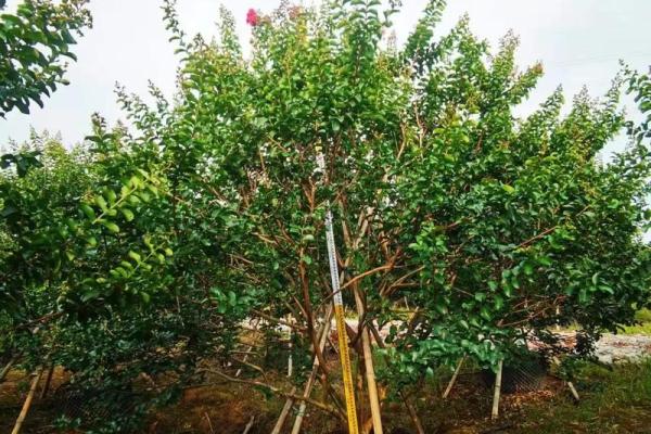 丛生紫薇价格_丛生紫薇规格怎么定