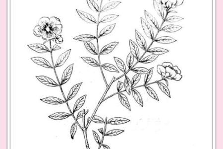 黄花女儿是什么生肖