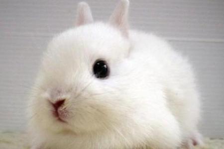 1987属兔37岁以后运气_1987属兔37岁后运势解析未来十年运程大揭秘