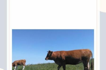 南征北战是什么生肖