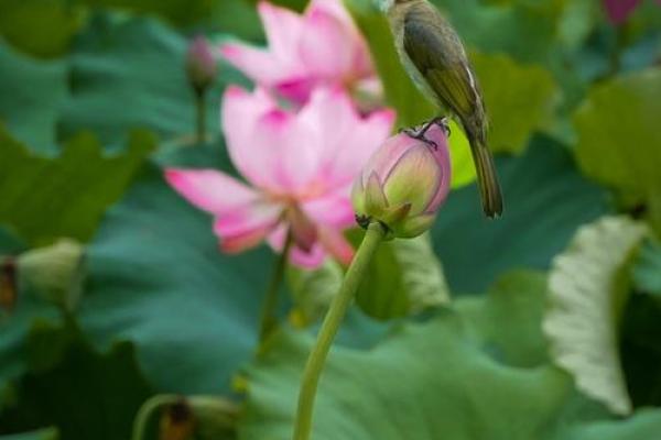 鸟语花香是什么生肖 鸟语花香是什么生肖