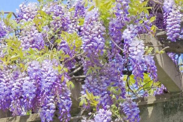 鸟语花香是什么生肖 鸟语花香是什么生肖