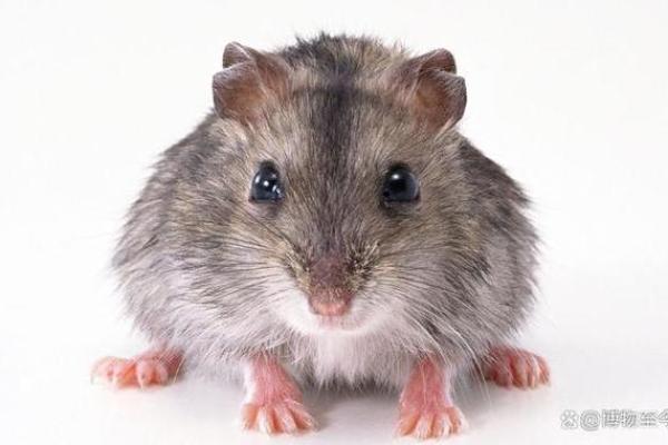 冥冥之中是什么生肖 冥冥之中是什么生肖