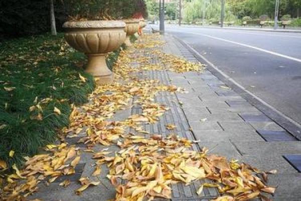 秋风落叶打一生肖