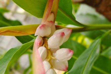 豆蔻年华是什么生肖