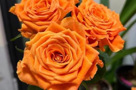 白羊座的生辰花