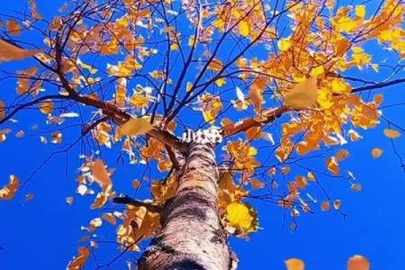 秋风落叶打一生肖