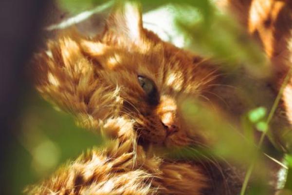 白叟黄童打一动物