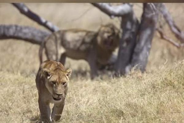各霸一方打一动物