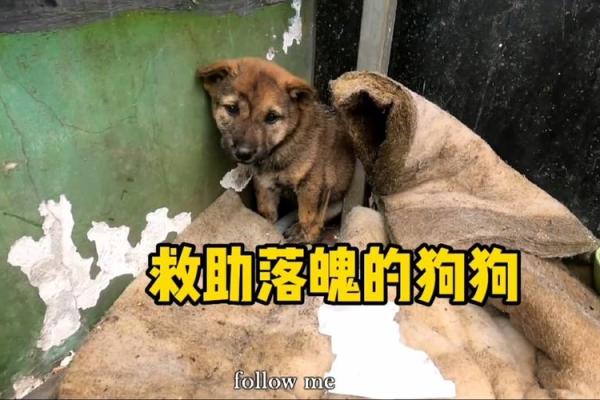 破烂不堪打一动物