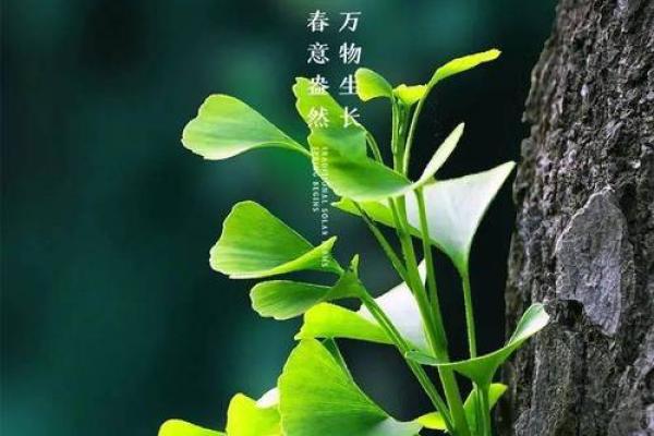 立春前后生孩子有什么不好吗 2023年立春前生属什么...