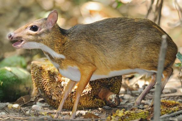 有影无踪是什么动物