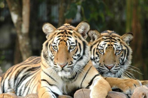 【属虎】2010年虎年运势运程测算 【属虎】2010年虎年运势运程测算