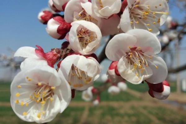 春风细雨指什么生肖 春风细雨指什么生肖