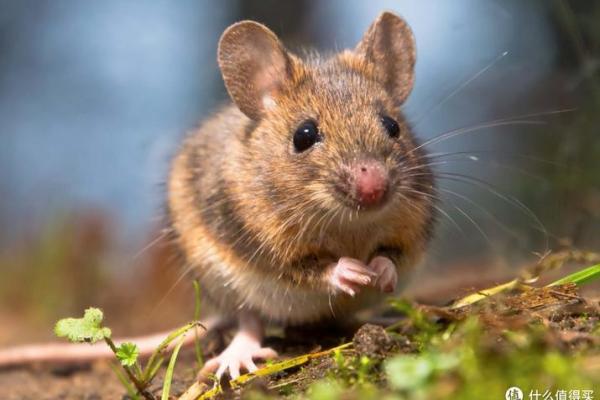 农家后院六绿树是什么生肖