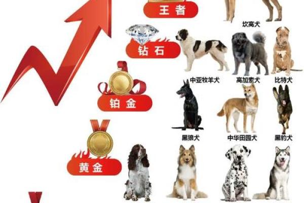 82年的狗五行属于什么_82年属狗五行属性解析你的命格属于什么 82年的狗五行属于什么_82年属狗五行属性解析你的命格属于什么