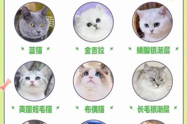 宠物名字情侣可爱的有哪些 宠物名字情侣可爱的有哪些