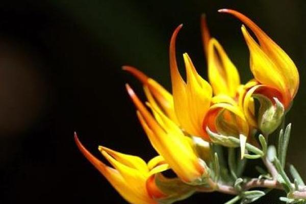 香车独占八天门是什么生肖 香车独占八天门是什么生肖