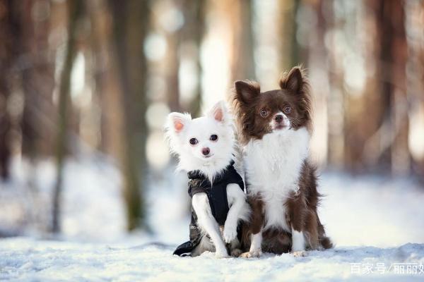 知恩图报指什么生肖