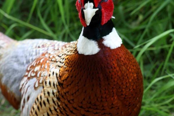 属狗和属鸡的婚姻如何_属狗的和属鸡的婚姻 属狗和属鸡的婚姻如何_属狗的和属鸡的婚姻