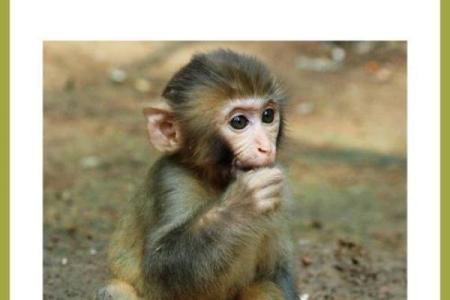 伶牙俐齿指的是什么生肖