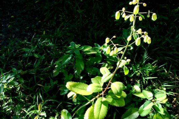 落地生根打一准确生肖 落地生根打一准确生肖