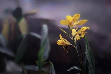 苍天有眼是什么生肖