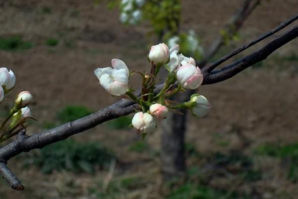 落地生根代表什么生肖 落地生根代表什么生肖