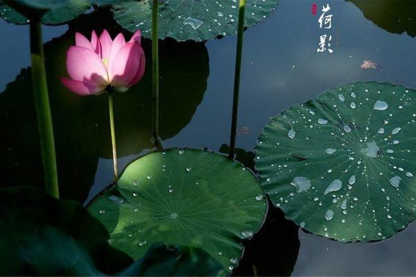 落地生根代表什么生肖 落地生根代表什么生肖