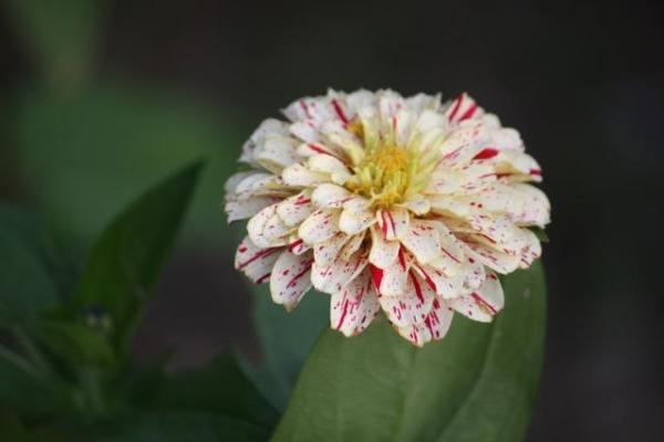 顶天立地打一生肖 顶天立地打一生肖