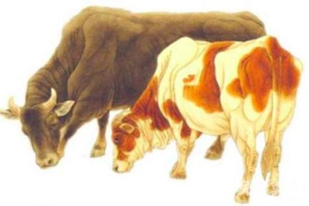 属羊与属牛婚配好不好_属羊和属牛婚姻相配吗