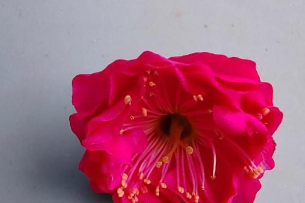 红色梅花三六九代表什么生肖 红色梅花三六九代表什么生肖