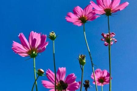 一春一秋不开花是什么生肖