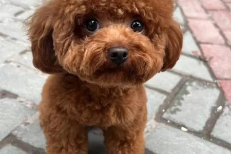 火眼金睛是什么动物生肖