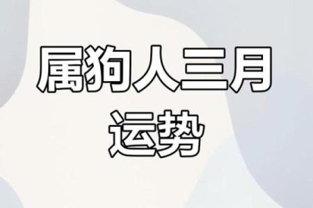 属狗的今天运势和财运 属狗今日运势与财运解析好运连连财运亨通