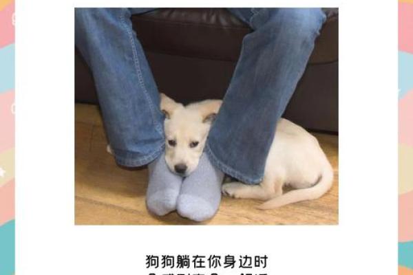 属狗男离不开的女人_属狗男离不开的女人会怎么样