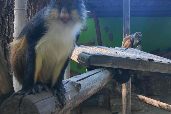 走马观花打一准确生肖