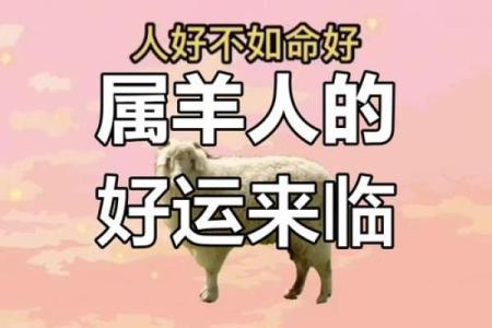 03年属羊人的运势 2023年属羊人运势解析机遇与挑战并存