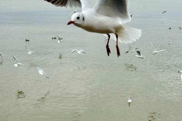 一路向西指什么动物 一路向西指什么动物